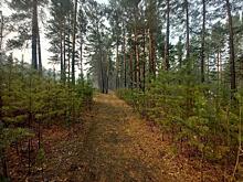 Лес будут восстанавливать в Забайкалье