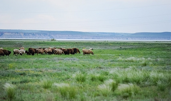 Пастух нашел труп в степи под Волгоградом