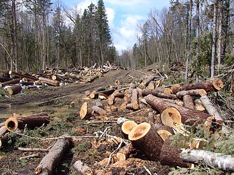 В России расширят космическое наблюдение за незаконными вырубками леса
