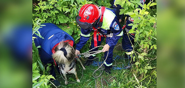 Спасатели в Удмуртии вытащили упавшую в колодец собаку