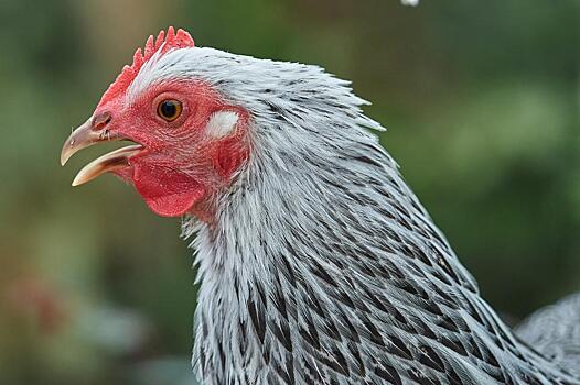 Власти Приморья заявили об отсутствии дефицита мяса птицы в регионе