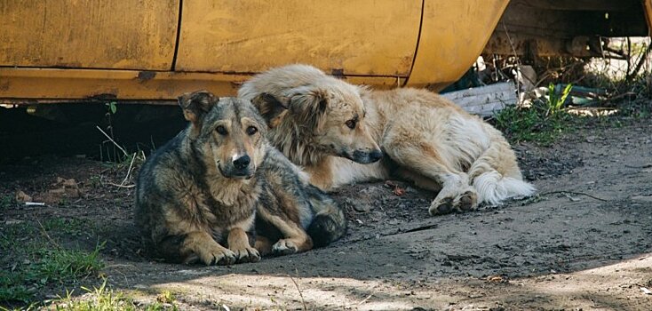 Вместо отлова – стерилизация: в Ижевске хотят ввести правила содержания домашних и бездомных животных