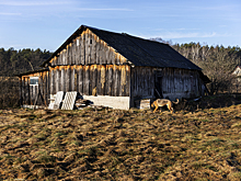 «Вы погибнете»: россиянка заявила, что ее с матерью больше двух лет держали в рабстве на ферме