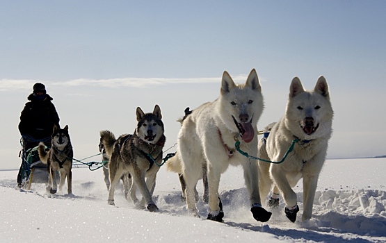 Названа старейшая из одомашненных пород собак