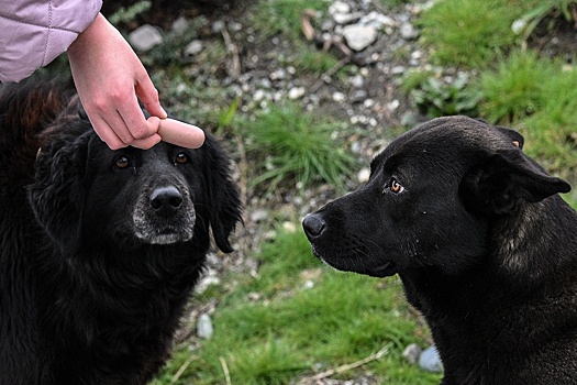 В регионах ДФО меняется законодательство, касающееся бездомных животных