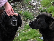 В регионах ДФО меняется законодательство, касающееся бездомных животных