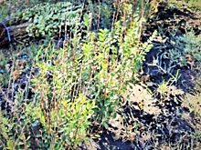 В Челябинске заменят более двадцати тысяч неприжившихся кустарников