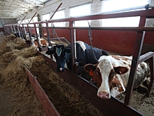 Волгоградские фермы полностью обеспечены кормами для животных