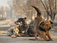 Дело возбуждено после нападения бездомных собак на подростков в Краснодарском крае