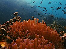 Турист потрогал рыбу-иглу и попал в полицию Пхангана