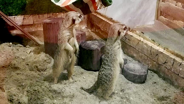 В Новосибирский зоопарк переехали три суриката