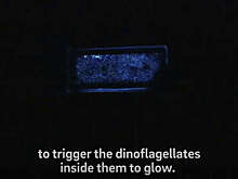 Китайские ученые создали низкоуглеродистый материал, вдохновившись морскими червями