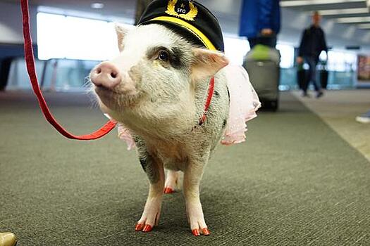 Зачем пассажирам в аэропорту Сан-Франциско подложили свинью?