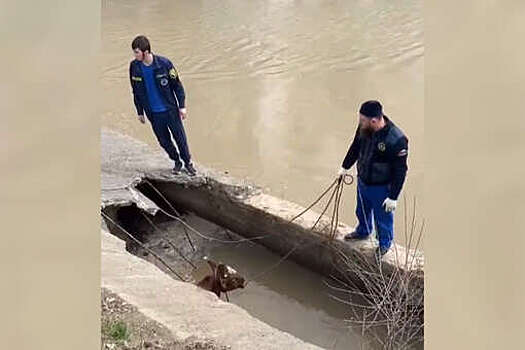 В Ингушетии спасли провалившуюся в яму корову