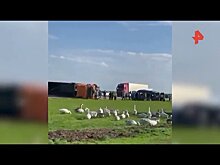 Пять юных баскетболисток погибли в страшном ДТП на Ставрополье