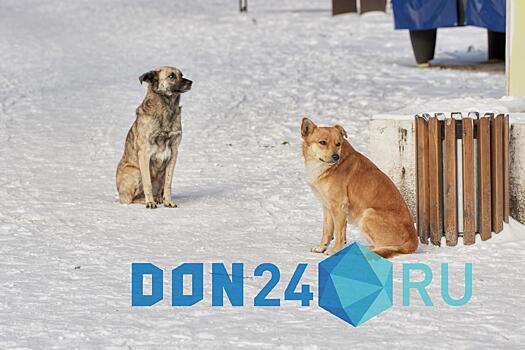 В Таганроге бродячих собак на одной из улиц отловят после нападения на подростка