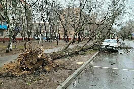 Москвичей предупредили о штормовом ветре 14 марта