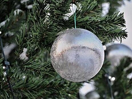 Новые 7-метровые ели украсят Струковский сад и парк им. Юрия Гагарина к Новому году в Самаре