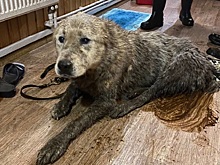 В Лениградской области из болота спасли 80-килограммового пса