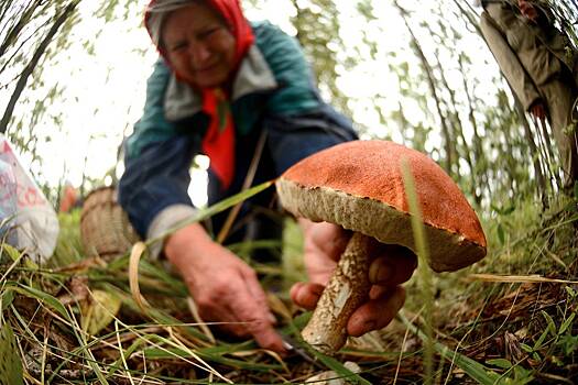 Список съедобных грибов, которые растут в России