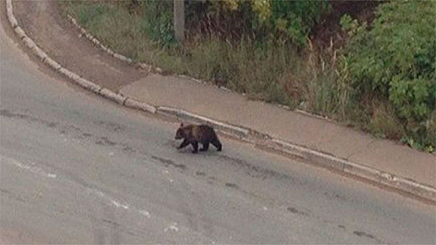В Уфе во дворе жилого дома обнаружили дикого медвежонка