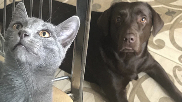 В Губкинском откроют рентген-кабинет для животных