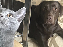 В Губкинском откроют рентген-кабинет для животных