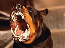 Вакциной от бешенства Кубань обеспечили