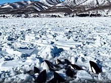 У побережья острова Хоккайдо около десяти косаток застряли в дрейфующих льдах