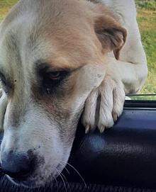 Отдыхавшие на Алтае кузбассовцы потеряли собаку