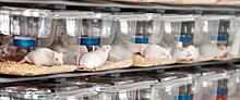 Nature: биолог Дэвид Синклер успешно провел эксперимент по частичному омоложению мышей