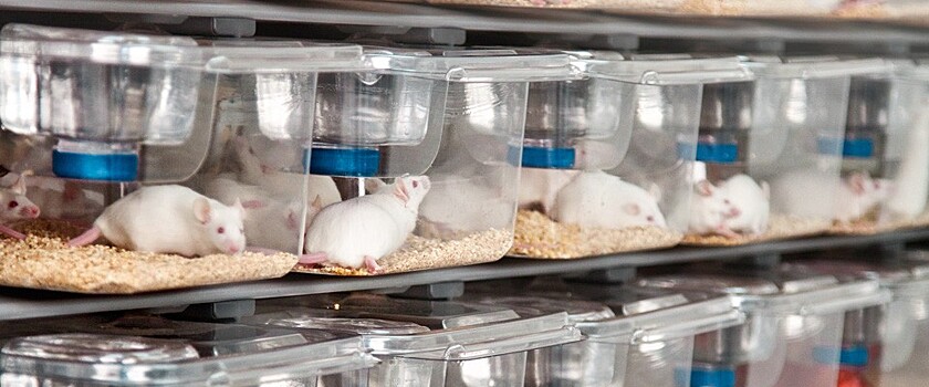 Nature: биолог Дэвид Синклер успешно провел эксперимент по частичному омоложению мышей