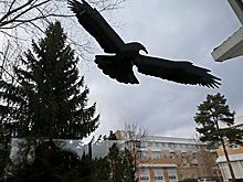 "Свидетели Иеговы". Досье