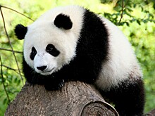 Письмо животным предлагают написать курянам