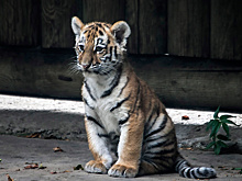 Дайджест научно-популярных мероприятий 13.08 — 19.08