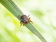 Клещи атакуют жителей Дальнего Востока: карта активности