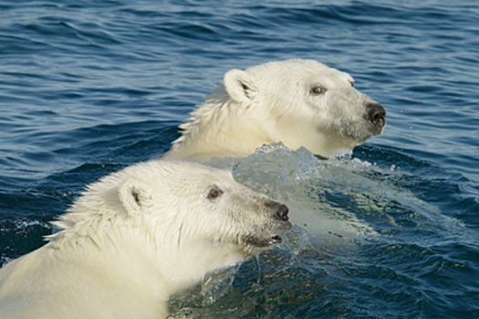 Белые медведи подвинули баржу в море
