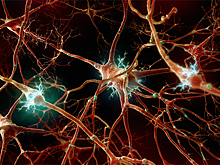 Противовоспалительные молекулы влияют на работу памяти