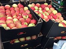 Россельхознадзор проверит резкий рост поставок яблок из Турции