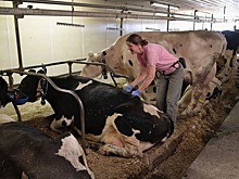 РСХБ в январе-октябре увеличил финансовую поддержку молочной отрасли