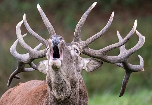 Белорусский лось без визы пересек границу с Литвой