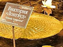 Самая большая в мире кувшинка впервые расцвела в ботаническом саду МГУ