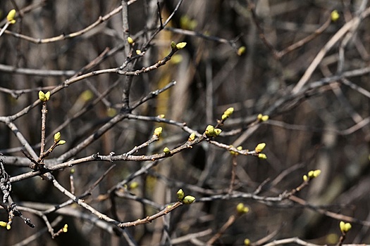 Вильфанд рассказал, когда ждать прихода весны