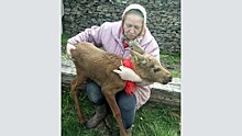 Стала известна дальнейшая судьба лосёнка, спасённого в Кировской области