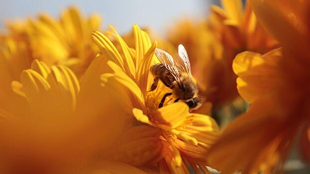 Цветочные узоры помогают медоносным пчелам находить пищу