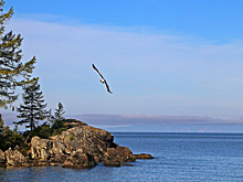 Рубить или не рубить лес рядом с великим озером, будут решать ученые РАН