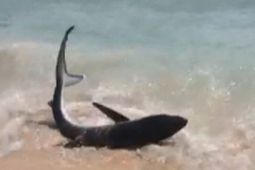 Выбросившаяся на пляж акула вызвала панику среди отдыхающих