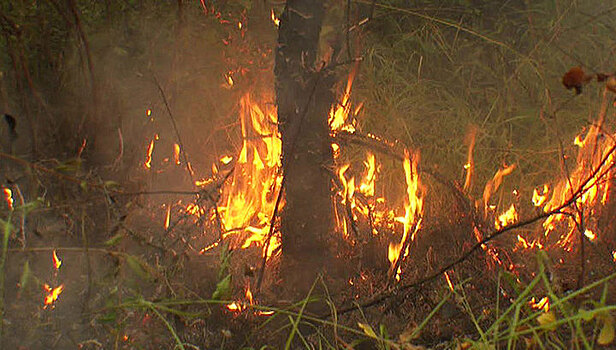 В Лазаревском районе Сочи горит лес