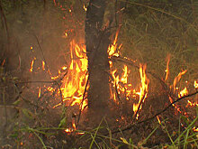 В Лазаревском районе Сочи горит лес