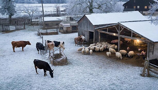 В Удмуртии ввели режим повышенной готовности из-за угрозы заноса опасных болезней животных